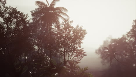 Tropical-Palm-Rainforest-in-Fog